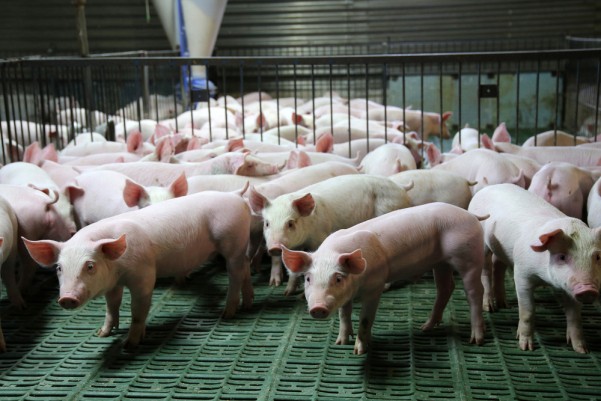 Schweine im Stall, Tierproduktion